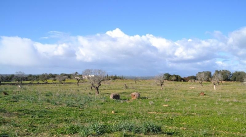 Islas Baleares - Manacor - 42985m2