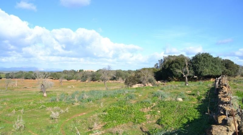 Islas Baleares - Manacor - 42985m2