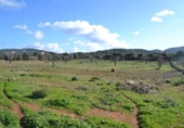 Detached villa with land for sale on España, Manacor, ref: TR137443 photo