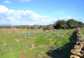 Detached villa with land for sale on España, Manacor, ref: TR138881 photo