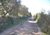 Detached villa with land for sale on España, Manacor, ref: TR138881 photo