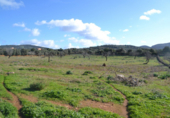 Detached villa with land for sale on España, Manacor, ref: TR138881 photo