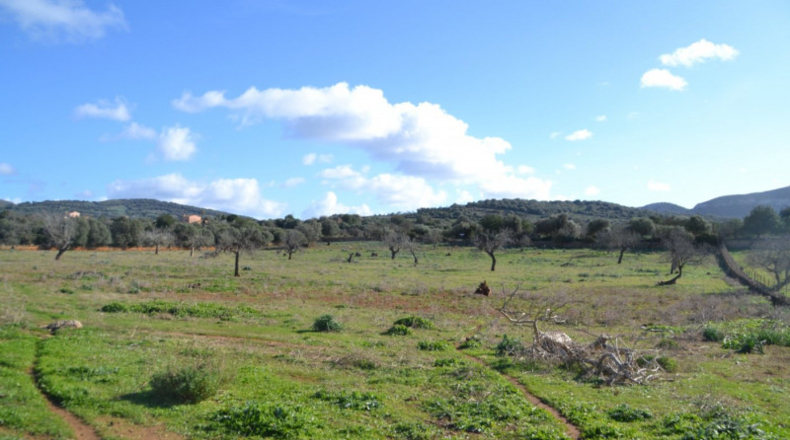 Islas Baleares - Manacor - 42985m2