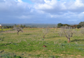 Detached villa with land for sale on España, Manacor, ref: TR138881 photo