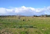 Detached villa with land for sale on España, Manacor, ref: TR138881 photo