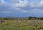 Detached villa with land for sale on España, Manacor, ref: TR138881 photo