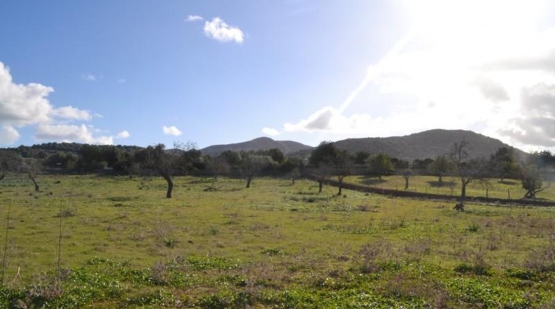 Islas Baleares - Manacor - 42985m2