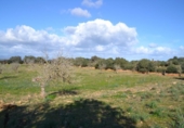 Detached villa with land for sale on España, Manacor, ref: TR138881 photo
