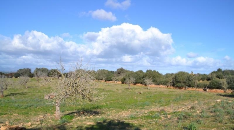 Islas Baleares - Manacor - 42985m2