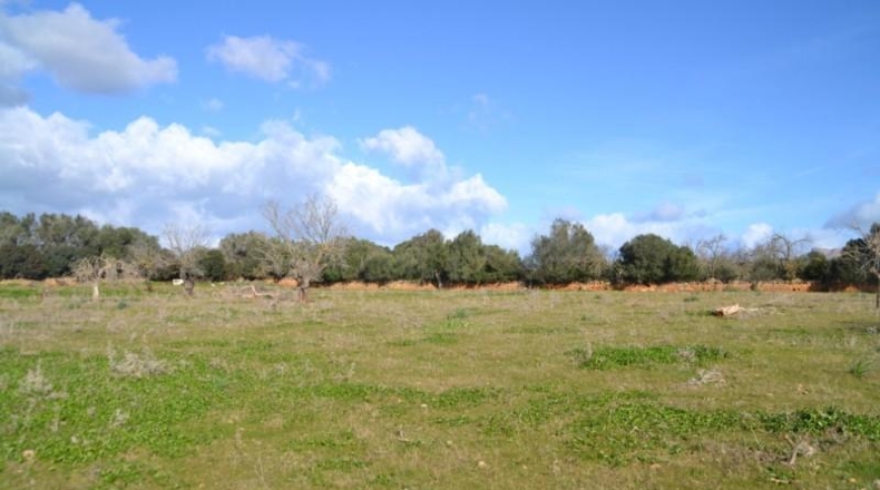 Islas Baleares - Manacor - 42985m2