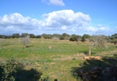 Detached villa with land for sale on España, Manacor, ref: TR138881 photo