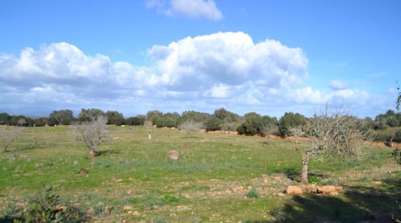 Islas Baleares - Manacor - 42985m2