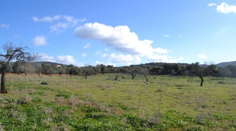 Islas Baleares - Manacor - 42985m2
