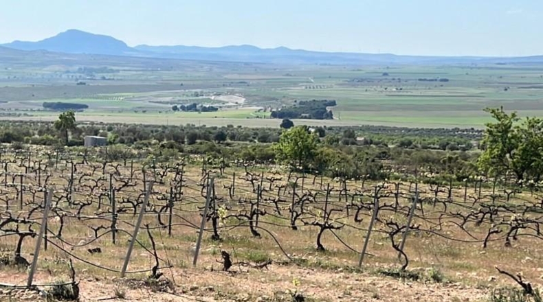Murcia - Yecla - 20000m2