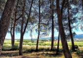 Detached villa with land for sale on España, Fontanars dels Alforins, ref: TR375653 photo