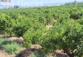 Terreno no urbanizable en venta en la España, Cantillana, ref: TR266676 foto