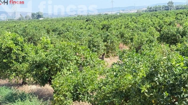Sevilla - Cantillana - 137493m2