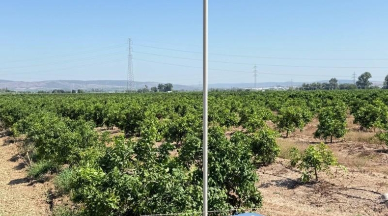 Sevilla - Cantillana - 137493m2
