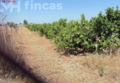Terreno no urbanizable en venta en la España, Cantillana, ref: TR266676 foto