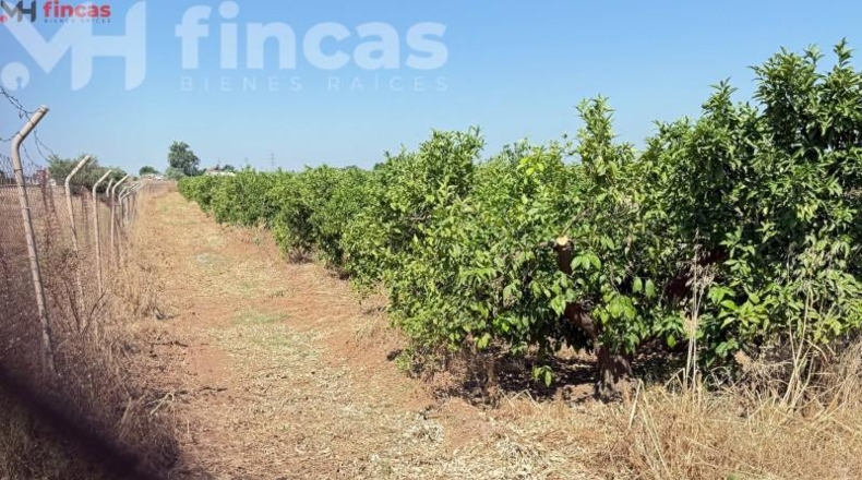Sevilla - Cantillana - 137493m2