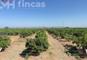 Terreno no urbanizable en venta en la España, Cantillana, ref: TR266676 foto