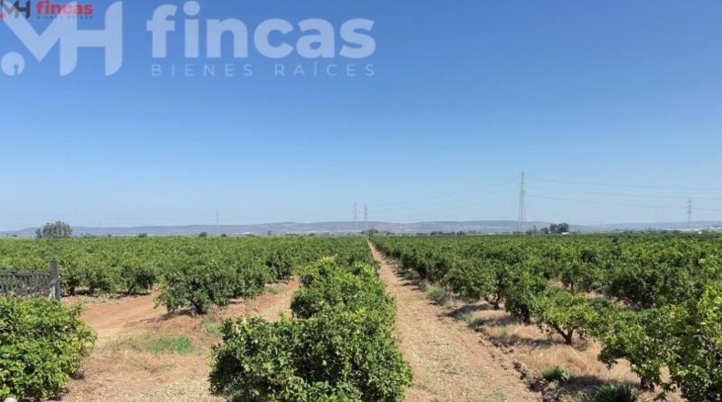 Sevilla - Cantillana - 137493m2