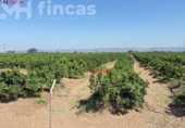 Terreno no urbanizable en venta en la España, Cantillana, ref: TR266676 foto
