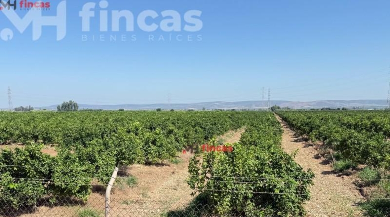 Sevilla - Cantillana - 137493m2