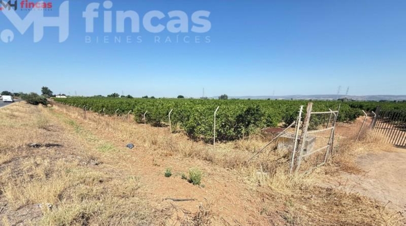 Sevilla - Cantillana - 137493m2