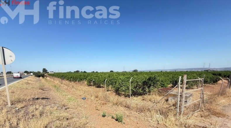 Sevilla - Cantillana - 137493m2