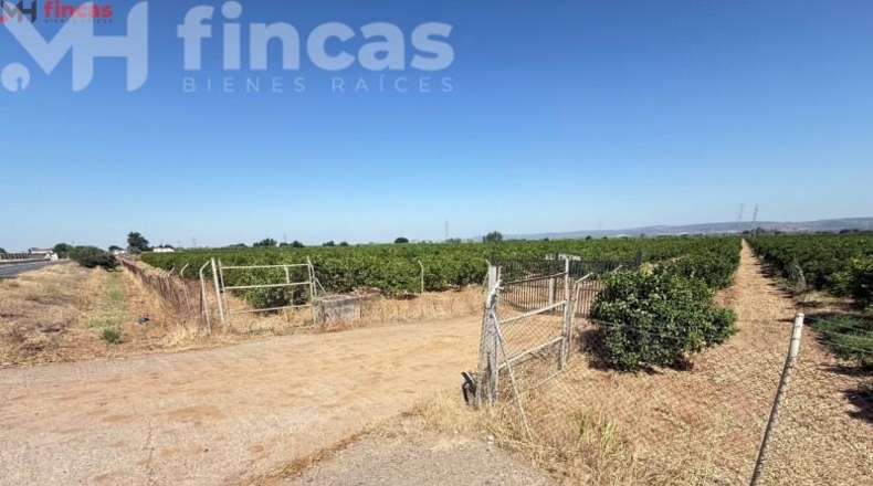 Sevilla - Cantillana - 137493m2