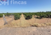 Terreno no urbanizable en venta en la España, Cantillana, ref: TR266676 foto