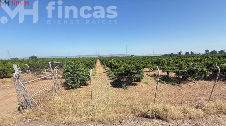 Sevilla - Cantillana - 137493m2
