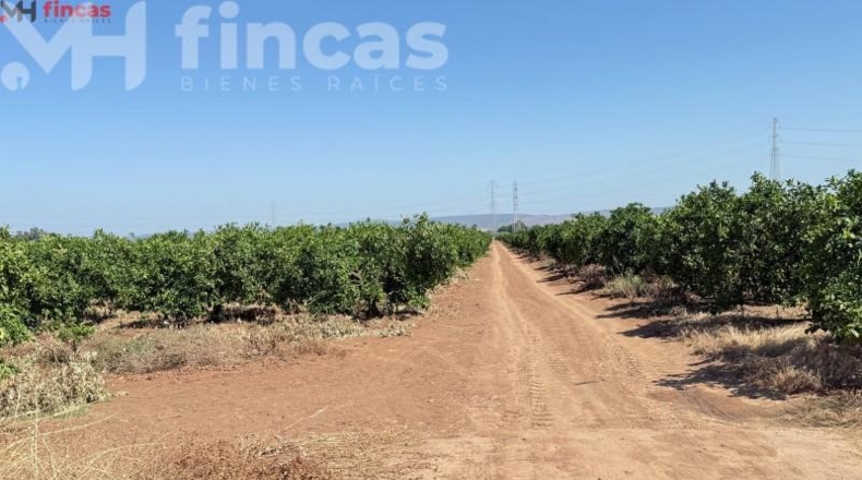 Sevilla - Cantillana - 137493m2