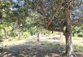 Chalet independiente con terreno en venta en la España, Oliva, ref: TR355282 foto