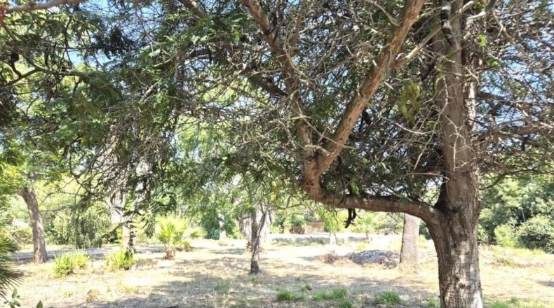 Badajoz - Oliva de Mérida - 6790m2