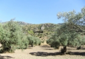 Xalet independent amb terreny en venda a la España, Bunyola, ref.: TR136047 foto