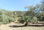 Xalet independent amb terreny en venda a la España, Bunyola, ref.: TR136047 foto