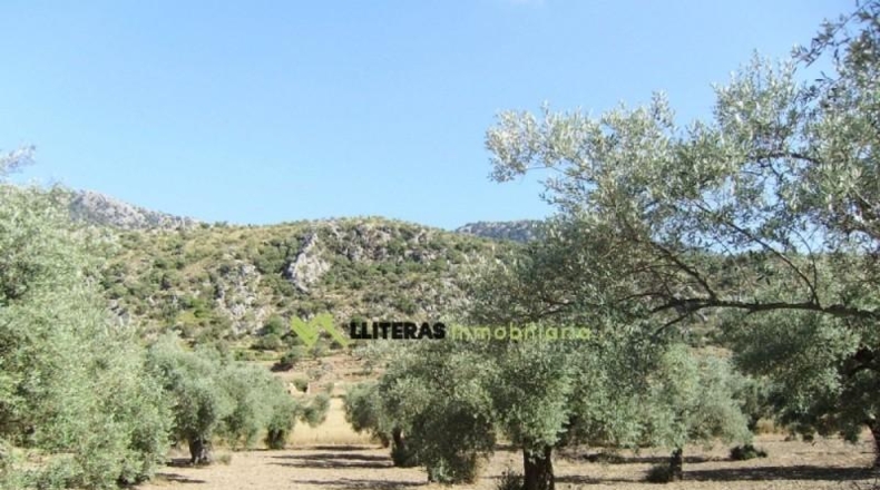 Islas Baleares - Bunyola - 51713m2