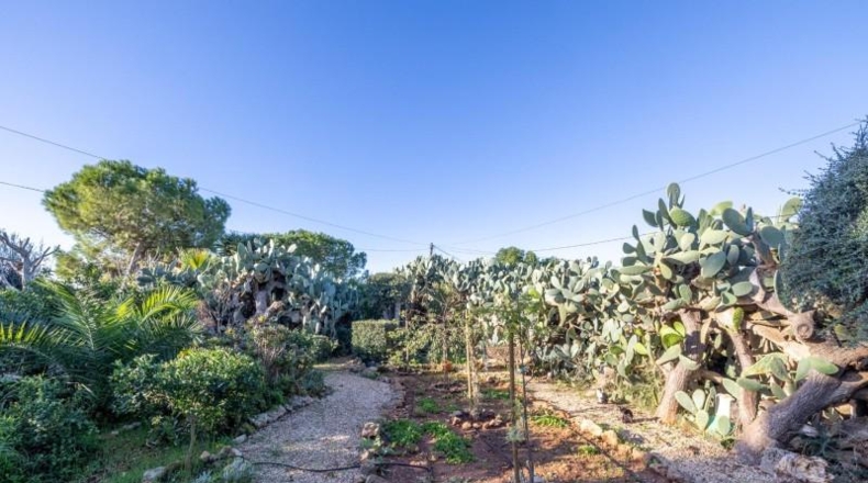 Illes Balears - Campos - 33800m2