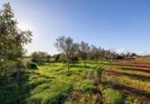Chalet independiente con terreno en venta en la España, Campos, ref: TR367258 foto