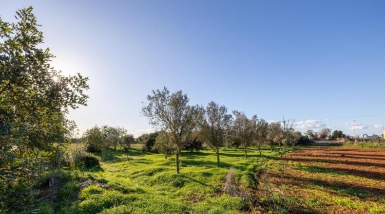 Illes Balears - Campos - 33800m2