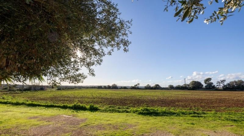 Illes Balears - Campos - 33800m2
