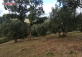 Chalet independiente con terreno en venta en la España, Villanueva de Córdoba, ref: TR134987 foto