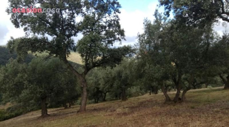 Córdoba - Villanueva de Córdoba - 571m2