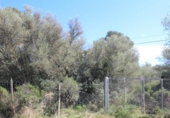 Terreno no urbanizable en venta en la España, Llucmajor, ref: TR122754 foto