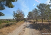 Terreny no urbanitzable en venda a la España, Oriola, ref.: TR280561 foto