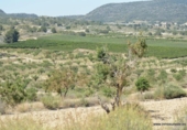 Terreny no urbanitzable en venda a la España, Oriola, ref.: TR280561 foto