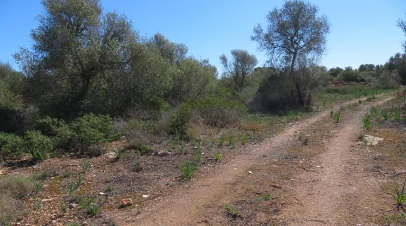 Islas Baleares - Cala Pi - 304091m2