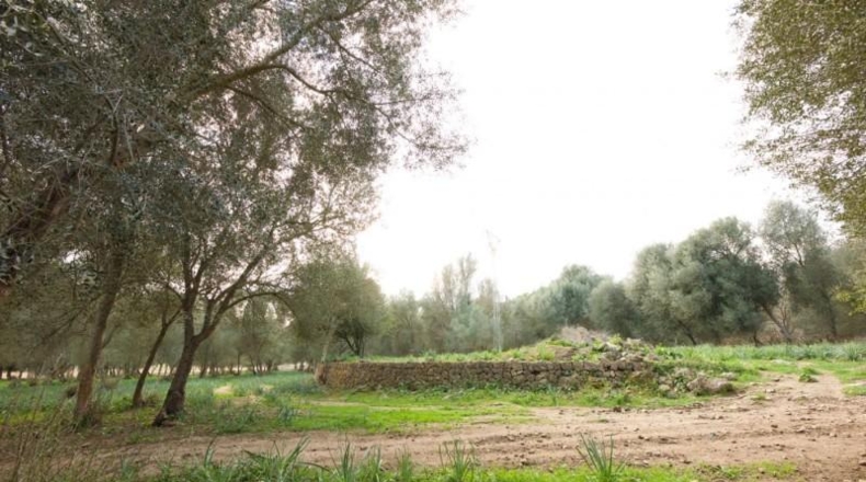 Islas Baleares - Llucmajor - 230000m2